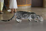 Oriental black silver blotched tabby, ClassicOri's Fantastic Finish