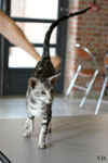 Oriental black silver blotched tabby, ClassicOri's Fantastic Finish