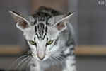 Oriental black silver blotched tabby, ClassicOri's Fantastic Finish