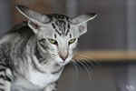 Oriental black silver blotched tabby, ClassicOri's Fantastic Finish