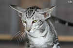 Oriental black silver blotched tabby, ClassicOri's Fantastic Finish