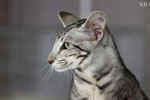 Oriental black silver blotched tabby, ClassicOri's Fantastic Finish