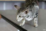 Oriental black silver blotched tabby, ClassicOri's Fantastic Finish