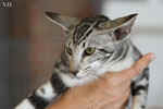 Oriental black silver blotched tabby, ClassicOri's Fantastic Finish