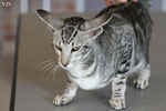 Oriental black silver blotched tabby, ClassicOri's Fantastic Finish