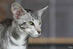 Oriental black silver blotched tabby, ClassicOri's Fantastic Finish