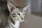 Oriental black silver blotched tabby, ClassicOri's Fantastic Finish