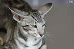 Oriental black silver blotched tabby, ClassicOri's Fantastic Finish