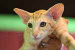 Oriental red (silver) spotted tabby, Grain de Beauté des Clos Lucile