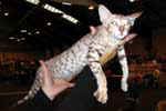 [Oriental chocolat silver spotted tabby, Havan' Via Shalimar]