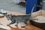 Oriental black silver tortie spotted tabby, Isora de la Baie d'Halong