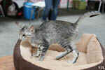 Oriental black silver tortie spotted tabby, Isora de la Baie d'Halong