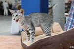 Oriental black silver tortie spotted tabby, Isora de la Baie d'Halong