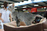 Oriental black silver tortie spotted tabby, Isora de la Baie d'Halong