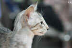 Oriental black silver tortie spotted tabby, Isora de la Baie d'Halong