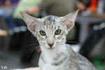 Oriental black silver tortie spotted tabby, Isora de la Baie d'Halong