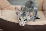 Oriental black silver tortie spotted tabby, Isora de la Baie d'Halong