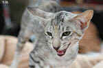 Oriental black silver tortie spotted tabby, Isora de la Baie d'Halong