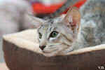 Oriental black silver tortie spotted tabby, Isora de la Baie d'Halong