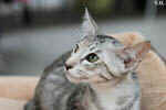 Oriental black silver tortie spotted tabby, Isora de la Baie d'Halong