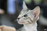 Oriental black silver tortie spotted tabby, Isora de la Baie d'Halong