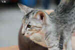 Oriental black silver tortie spotted tabby, Isora de la Baie d'Halong