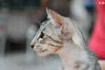 Oriental black silver tortie spotted tabby, Isora de la Baie d'Halong