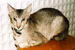 [Oriental chocolat silver ticked tabby, Mirabelle du Val de Cisse]