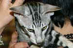 [Oriental black silver blotched tabby, Nibbens Kaley Jungle]