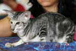 [Oriental black silver blotched tabby, Nibbens Kaley Jungle]