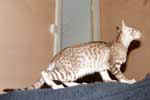 [Oriental chocolat silver spotted tabby, Nil du Val de Cisse]