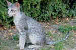 [Oriental bleu silver spotted tabby, Urban Legend de Mahat Mata]