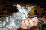 [Oriental black silver blotched tabby, Valker de Castel Meillant]