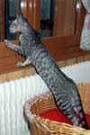 [Oriental black silver mackerel tabby, Victoria de Castel Meillant]