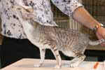 [Oriental chocolat silver spotted tabby et blanc, Cattycats Kai Muk]