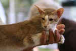 [Oriental lilas ticked tabby et blanc, Erika de Techoueyres]