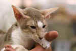 [Oriental lilas ticked tabby et blanc, Erika de Techoueyres]