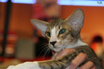 Oriental brown spotted tabby et blanc, Estelle Kristin's