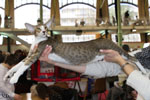 Oriental brown spotted tabby et blanc, Estelle Kristin's