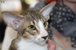 Oriental brown spotted tabby et blanc, Estelle Kristin's