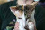 [Oriental brown mackerel (?) tortie tabby et blanc, Farinelli Conchita]