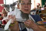 [Oriental bleu spotted tabby et blanc, Farinelli Curtis]