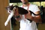 [Oriental chocolat et blanc, Guitare du Bambou Musical]