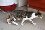[Oriental brown blotched tabby et blanc, Humeur de Chien de l'Improbable]