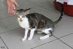 [Oriental brown blotched tabby et blanc, Humeur de Chien de l'Improbable]