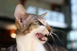 [Oriental brown blotched tabby et blanc, Humeur de Chien de l'Improbable]