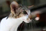 [Oriental brown blotched tabby et blanc, Humeur de Chien de l'Improbable]