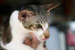 [Oriental brown blotched tabby et blanc, Humeur de Chien de l'Improbable]