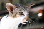 [Oriental brown blotched tabby et blanc, Humeur de Chien de l'Improbable]