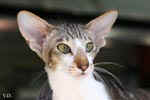 [Oriental brown blotched tabby et blanc, Humeur de Chien de l'Improbable]